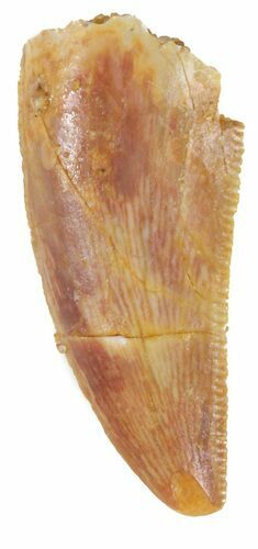 Serrated, Raptor Tooth - Morocco #56798